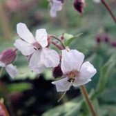 6 x GERANIUM CANT. 'BIOKOVO' - OOIEVAARSBEK - pot 9 x 9 cm