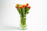 Tulp 2 Kleurig 30 stuks per doos gratis thuis bezorgt