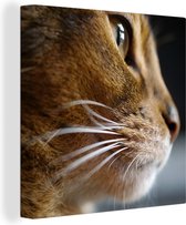 Portrait d'un chat abyssin de près Toile 50x50 cm - Tirage photo sur toile (Décoration murale salon / chambre) / Animaux domestiques Peintures sur toile