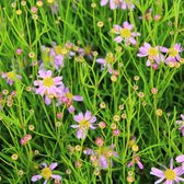 6x Coreopsis rosea ‘American Dream’ - Meisjesogen - Pot 9x9 cm