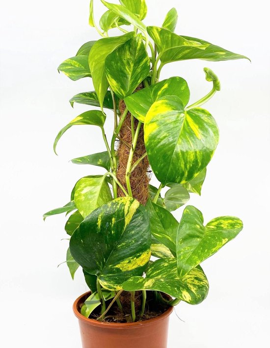 Epipremnum Aureum Mosstok Drakenklimop Scindapsus - Kamerplant - 55 cms hoog - inclusief verzending