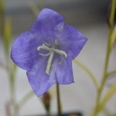 6x Campanula persicifolia ‘Grandiflora Coerulea’ - Breedbladig klokje - Pot 9x9 cm