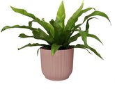 Varen van Botanicly – Nestvaren in roze ELHO plastic pot als set – Hoogte: 25 cm – Asplenium Antiquum