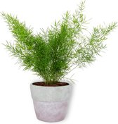 Kamerplant Asparagus Sprengeri – Sierasperge - ± 25cm hoog – 12 cm diameter - in betonnen lila pot