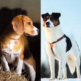 Professor Q - Verlichting Hond - Led Lampje Honden - Lampje Hondenhalsband - Honden Lampje Halsband - Hondenlampje - Oranje