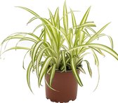 Kamerplant - Chlorophytum comosum 'Variegatum' - 30 cm - Pot ∅ 12 cm