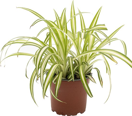 Lot De 6 Chlorophytum ‘Variegatum’ – Plante Araignée Dépolluante, Sans Danger Pour Animaux | Hauteur 20-30 Cm, Pot 12 Cm - 12