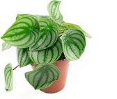 Peperomia Watermeloen  Ø15cm  Argyreia  Watermelon