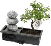 Plant in a Box - Bonsai boompje met Easy-care watersysteem én stromende waterval over Zen stenen - kamerplant - Hoogte ↕ 25-30cm