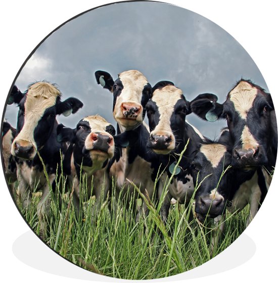 Ciel gris au dessus du troupeau de vaches frisonnes Cercle mural aluminium ⌀ 90 cm - tirage photo sur cercle mural / cercle vivant / cercle de jardin (décoration murale)