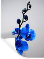 Sticker Muursticker Orchidée bleue - Orchidées bleues sur fond blanc - 60x80 cm - film adhésif autocollant - sticker mural repositionnable