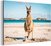 Kangourou sur la plage Australie Aluminium 180x120 cm - Tirage photo sur Aluminium (décoration murale métal) XXL / Grand format!