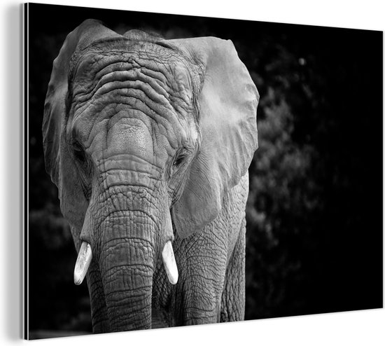 Wanddecoratie Metaal - Aluminium Schilderij - Portret van een olifant in zwart-wit
