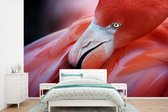 Papier peint Papier peint photo en vinyle - Gros plan d'un flamant rose largeur 360 cm x hauteur 240 cm - Tirage photo sur papier peint (disponible en 7 tailles)