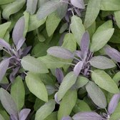6x Salvia officinalis ‘Purpurascens’ - Echte salie - Pot 9x9 cm
