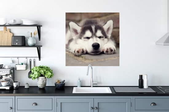 Poster Chiot Husky endormi - 75x75 cm