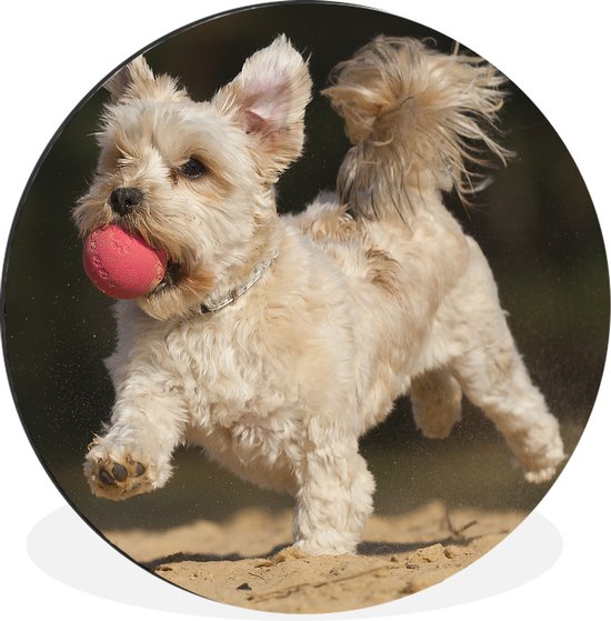 Wandcirkel - Muurcirkel - Een Maltezer hond met een rode bal - Aluminium - ⌀ - Binnen en Buiten