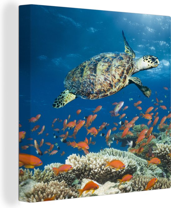 Canvas Schilderij Koraalrif met schildpad - 90x90 cm - Wanddecoratie