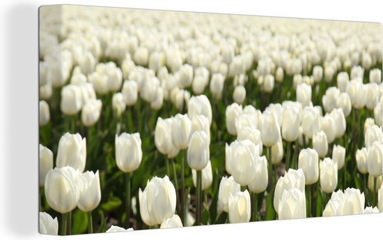 Tableau sur toile Tulipes Witte dans un champ - 160x80 cm - Décoration murale