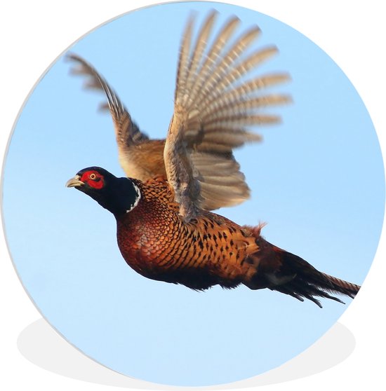 WallCircle - Wall Circle - Wall Circle Indoor - Faisan - Ailes - Vogel - 140x140 cm - Décoration murale - Peintures Ronds