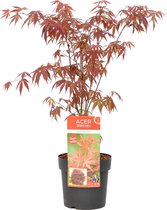 Acer palmatum 'Atropurpureum' - Japanse Esdoorn - Heester - Winterhard - ⌀19 cm - 55-65 cm