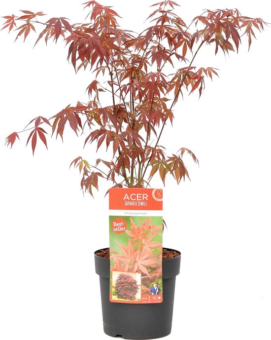 Japanse Esdoorn | Acer palm. 'Atropurpureum' per stuk - Buitenplant in kwekerspot ⌀19 cm - ↕55-65 cm