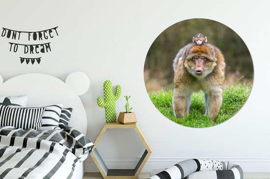 Macaques de Barbarie dans l'herbe Wall Circle Wallpaper Sticker ⌀ 120 cm / Wallpaper Circle / Wall Circle / Living Circle - Auto-adhésif et coupe ronde