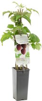 Framboos - Rubus idaeus 'Schönemann'  - zomerframboos - frambozenplant - frambozenstruik - plant - eigen fruit kweken - ca. 50cm hoog