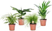 Plant in a Box - Mix van 4 diervriendelijke planten - Luchtzuiverende groene kamerplanten - Pot 12cm - Hoogte 20-40cm
