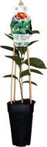 Roomappel - Asimina triloba 'Sunflower' - kleinfruit - ca. 50cm hoog