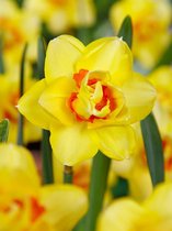 100x Narcissen 'Texas'  bloembollen met bloeigarantie