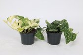 2 Kamerplanten - Scindapsus ''Pictus'' & Epipremnum ''Happy Leaf'' - Hangplanten - +/- 20cm hoog - 12cm diameter