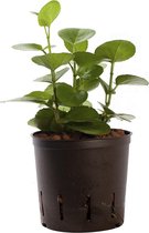 Plant in hydrocultuur systeem van Botanicly: Cissus rotundifolia met weinig onderhoud – Hoogte: 5 cm