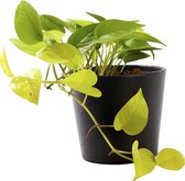 Plant in hydrocultuur systeem van Botanicly: Epipremnum pinatum Neon met weinig onderhoud – in antraciet kleurig hydrocultuur sierpot – Hoogte: 5 cm