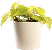 Plant in hydrocultuur systeem van Botanicly: Philodendron scandens Lemon met weinig onderhoud – in crème kleurig hydrocultuur sierpot – Hoogte: 5 cm