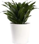 Plant in hydrocultuur systeem van Botanicly: Drakenboom met weinig onderhoud – in wit kleurig hydrocultuur sierpot – Hoogte: 25 cm – Dracaena derem. Janet Craig Compacta
