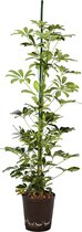 Plant in hydrocultuur systeem van Botanicly: Vingerboom met weinig onderhoud – Hoogte: 105 cm – Schefflera arb. Gold Capella