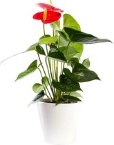 Plant in hydrocultuur systeem van Botanicly: Flamingoplant met weinig onderhoud – in wit kleurig hydrocultuur sierpot – Hoogte: 55 cm – Anthurium andr. Turenza