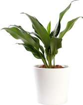 Plant in hydrocultuur systeem van Botanicly: Aglaonema met weinig onderhoud – in wit kleurig hydrocultuur sierpot – Hoogte: 35 cm – Aglaonema commutatum Splash