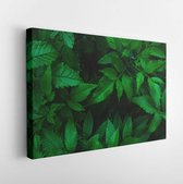 Canvas schilderij - Green leaf natural for background, tiny green leaf  -     1379992979 - 115*75 Horizontal