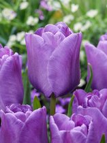 60x Tulpen 'Bleu aimable'  bloembollen met bloeigarantie