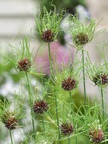 60x Allium 'Hair'  bloembollen met bloeigarantie