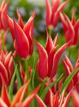 250x Tulpen 'Aladdin'  bloembollen met bloeigarantie