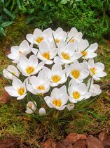 200x Crocus 'Ard schenk chrysanthus'  bloembollen met bloeigarantie