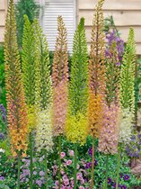 15x Eremurus 'Eremurus ruiter hybrid gemengd'  bloembollen met bloeigarantie