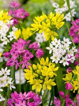 100x Allium 'Species mix'  bloembollen met bloeigarantie