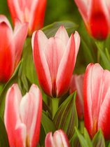 100x Tulpen 'Heart's delight'  bloembollen met bloeigarantie