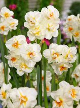 100x Narcissen 'Sir winston churchill'  bloembollen met bloeigarantie