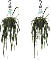 Lepismium bolivianum 'Rhipsalis Boliviana' 2 stuks - Hoogte: ↑ 45 cm - Diameter pot: Ø 17 cm - Merk: Decorum