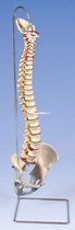 Wervelkolom Menselijk Lichaam - spine - ruggegraat - skelet - voorlichting - skeletmodel -